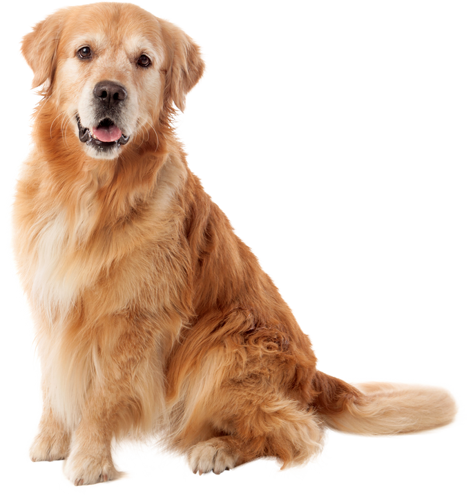 Beautiful Golden Retriever Dog Breed